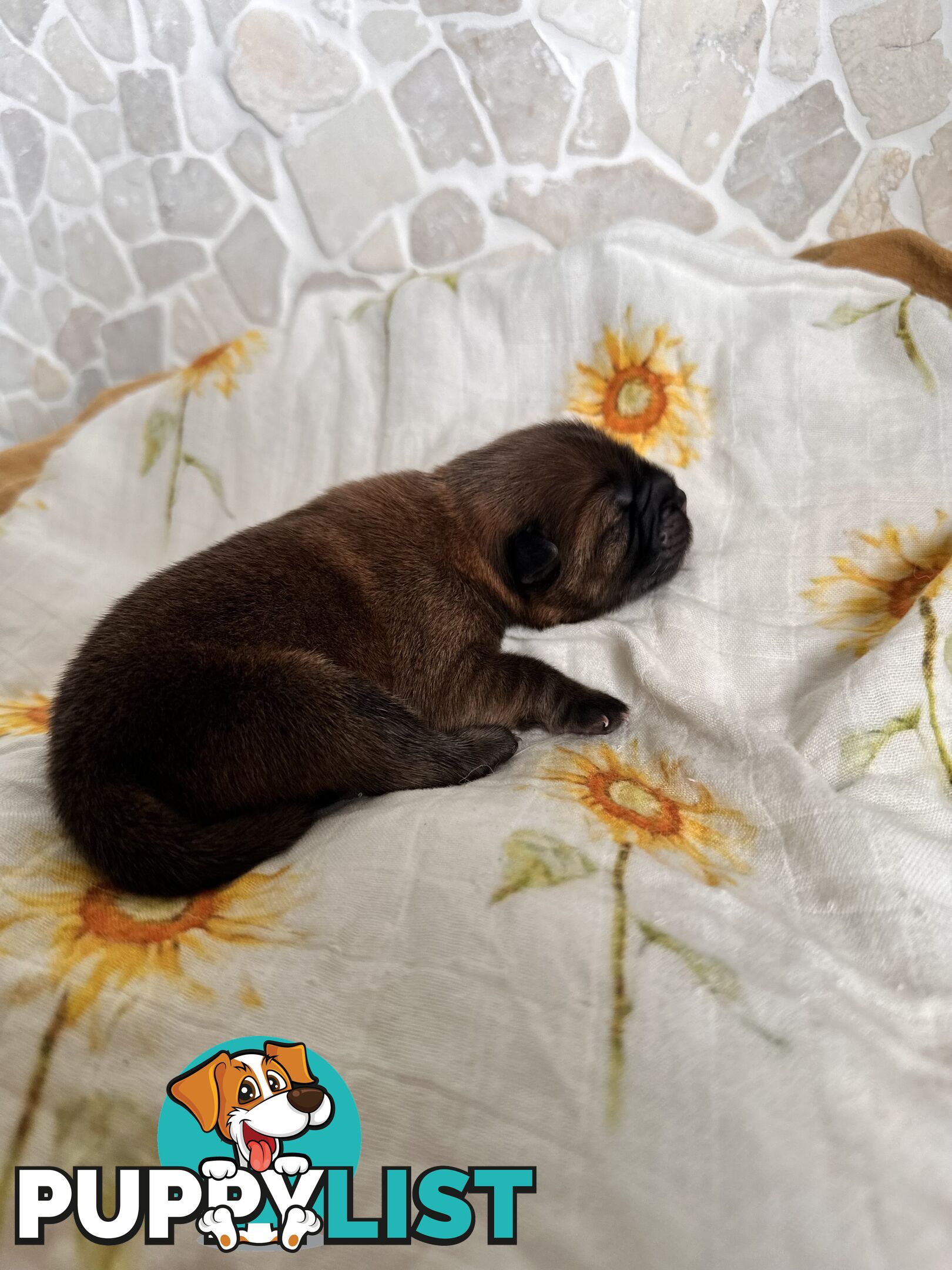 Chow Chow Puppies