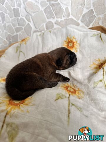 Chow Chow Puppies