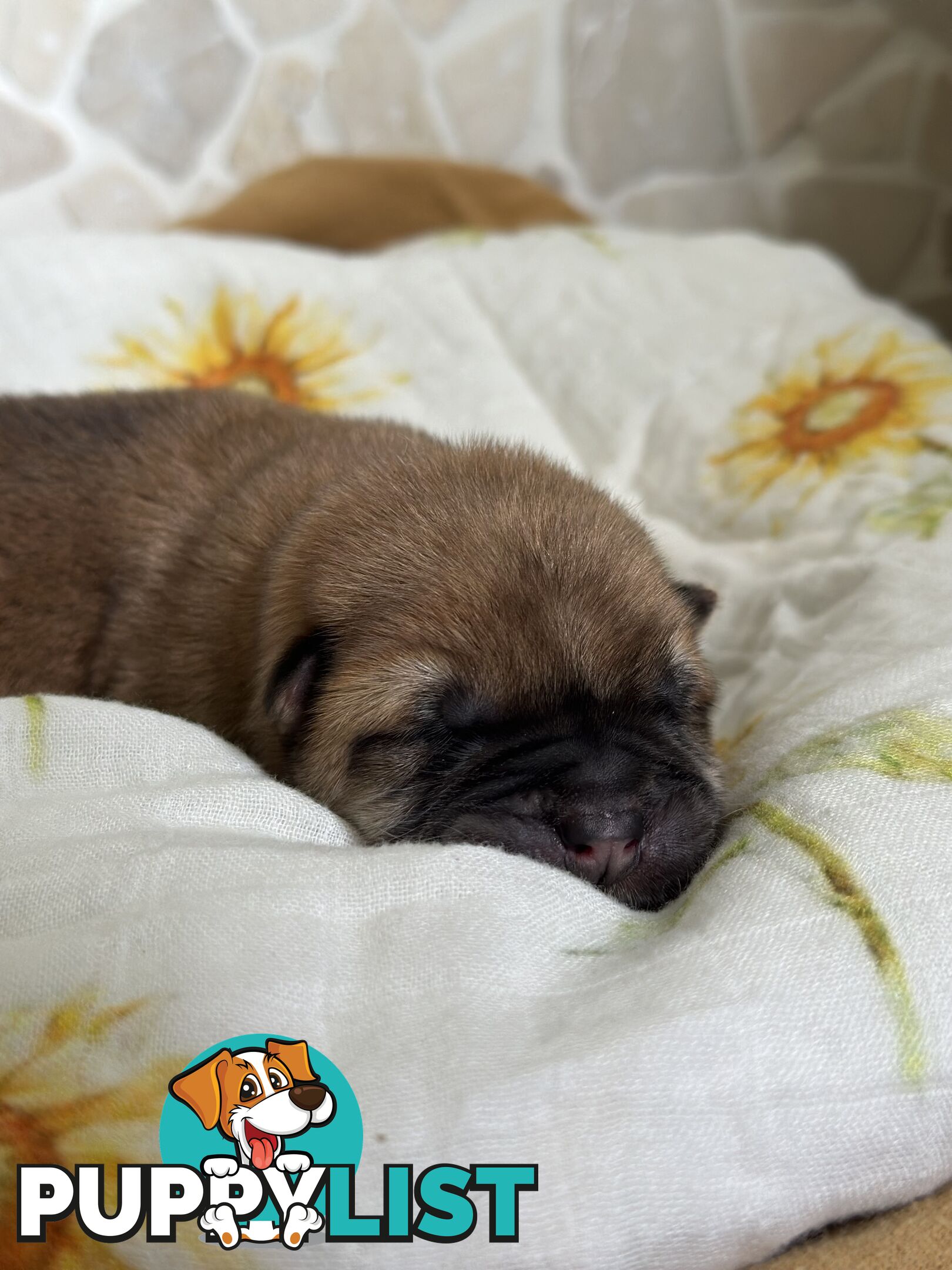 Chow Chow Puppies