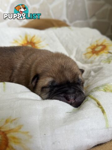 Chow Chow Puppies