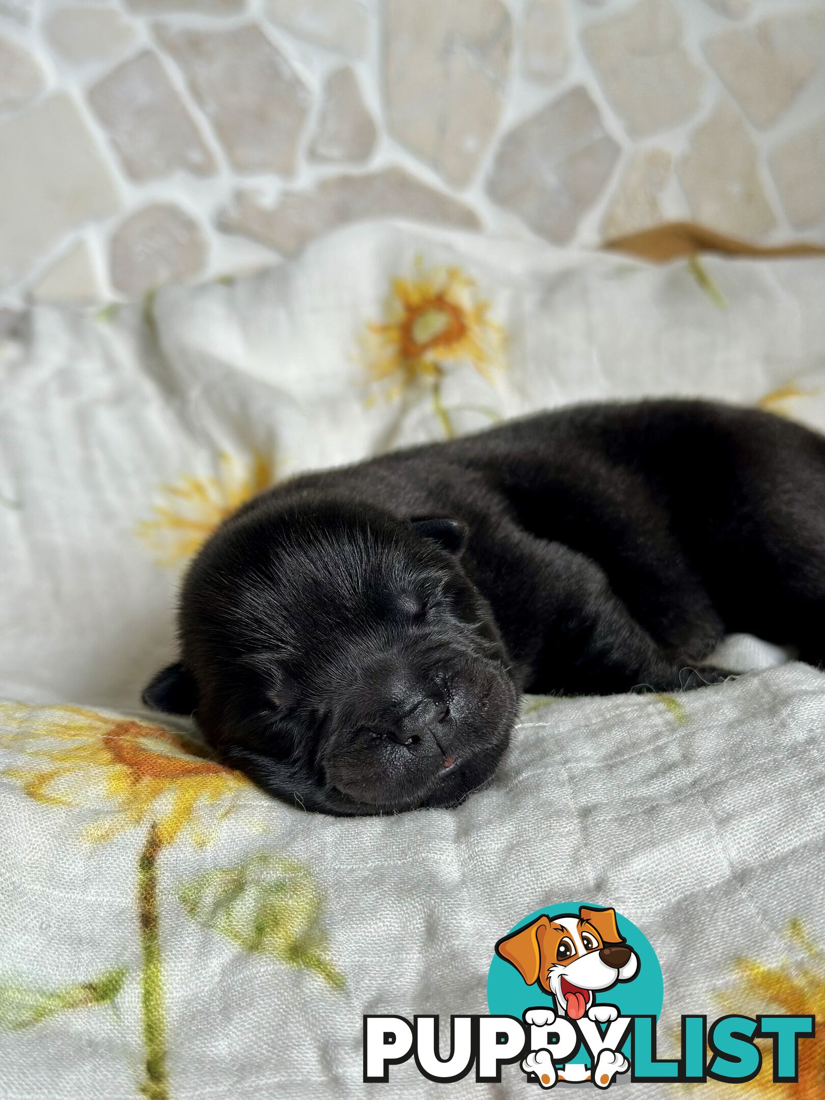 Chow Chow Puppies