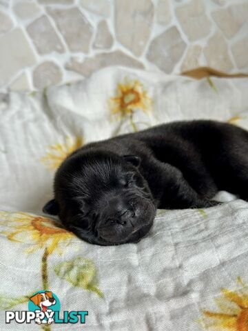 Chow Chow Puppies