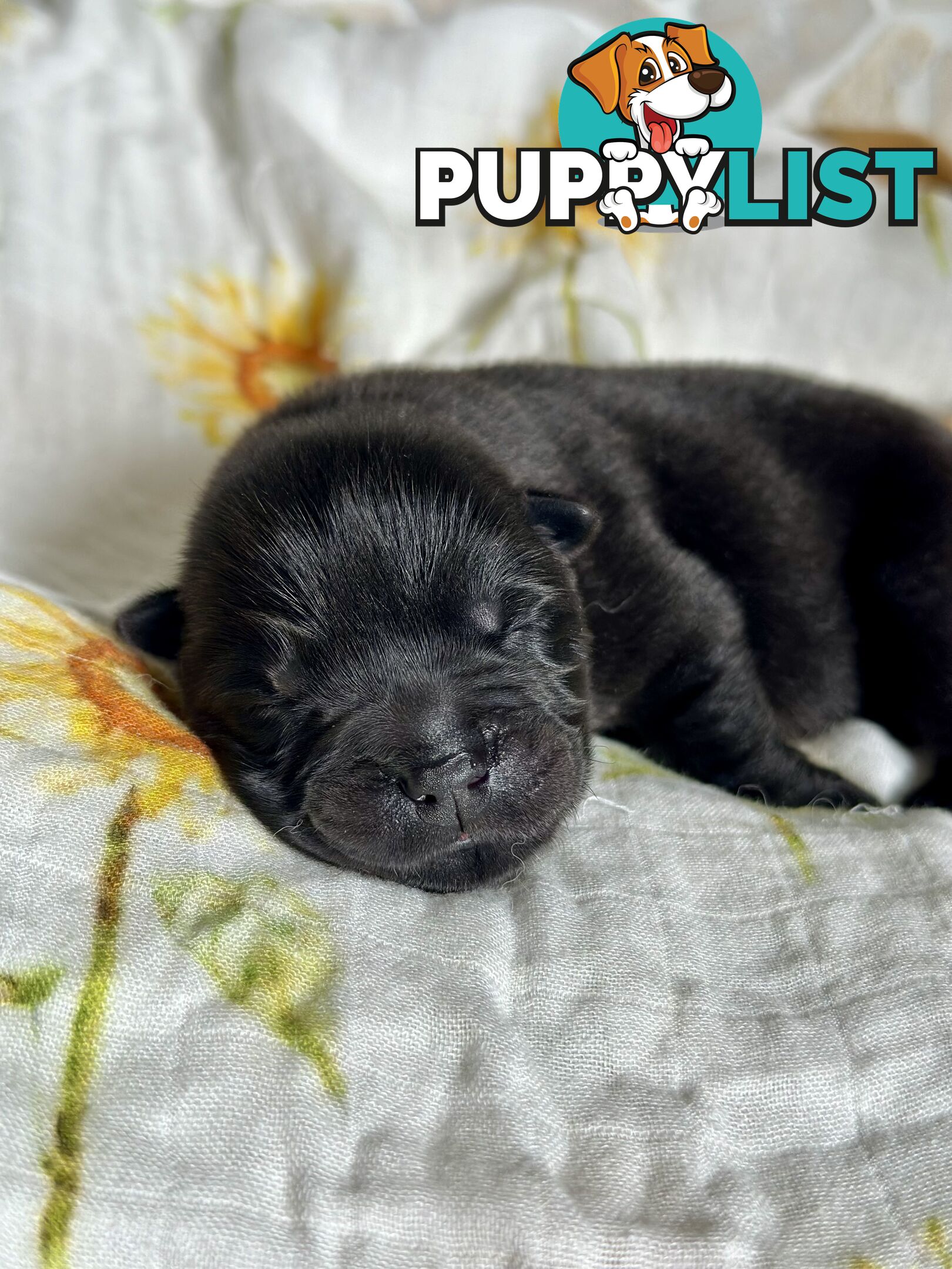 Chow Chow Puppies