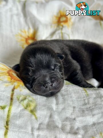 Chow Chow Puppies