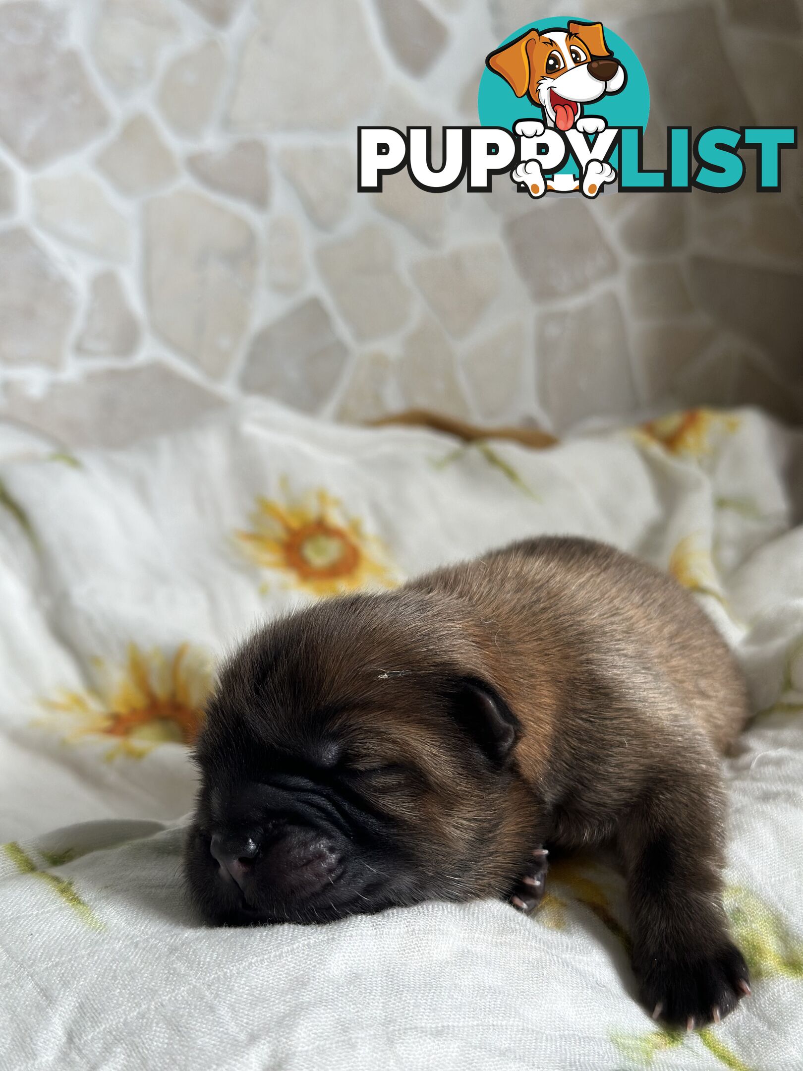 Chow Chow Puppies