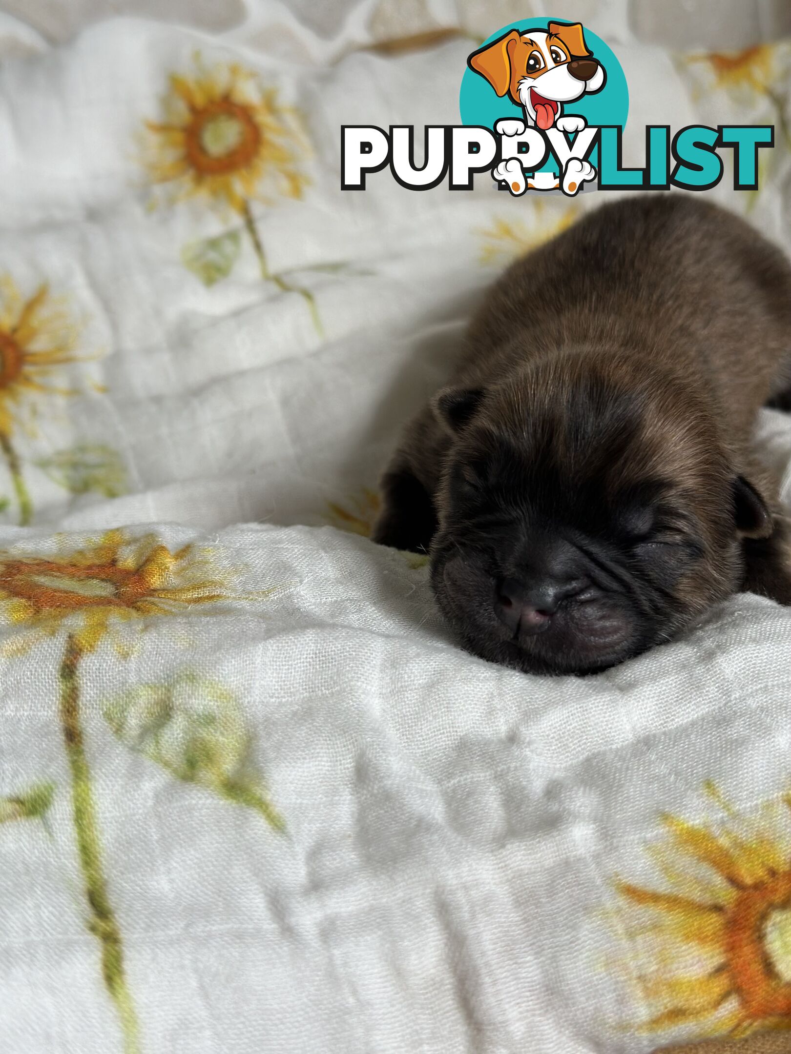 Chow Chow Puppies