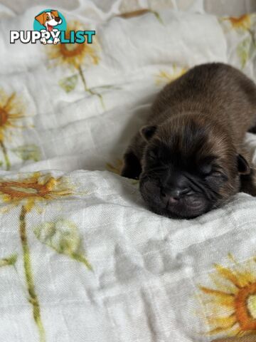 Chow Chow Puppies