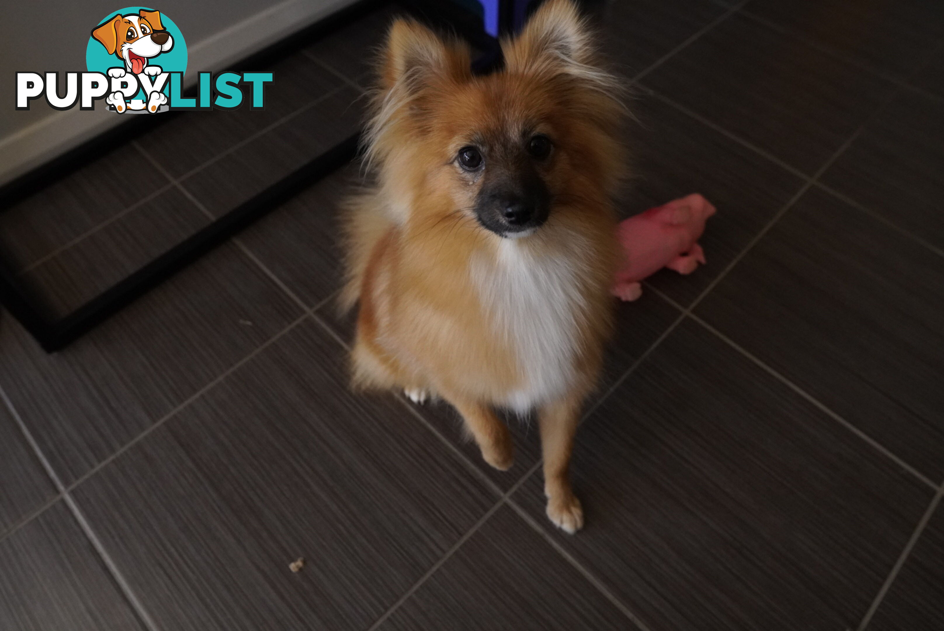 2yo de-sexed Female Pomeranian