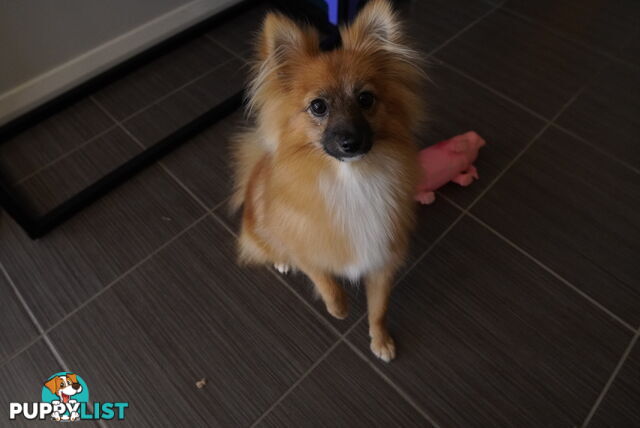 2yo de-sexed Female Pomeranian