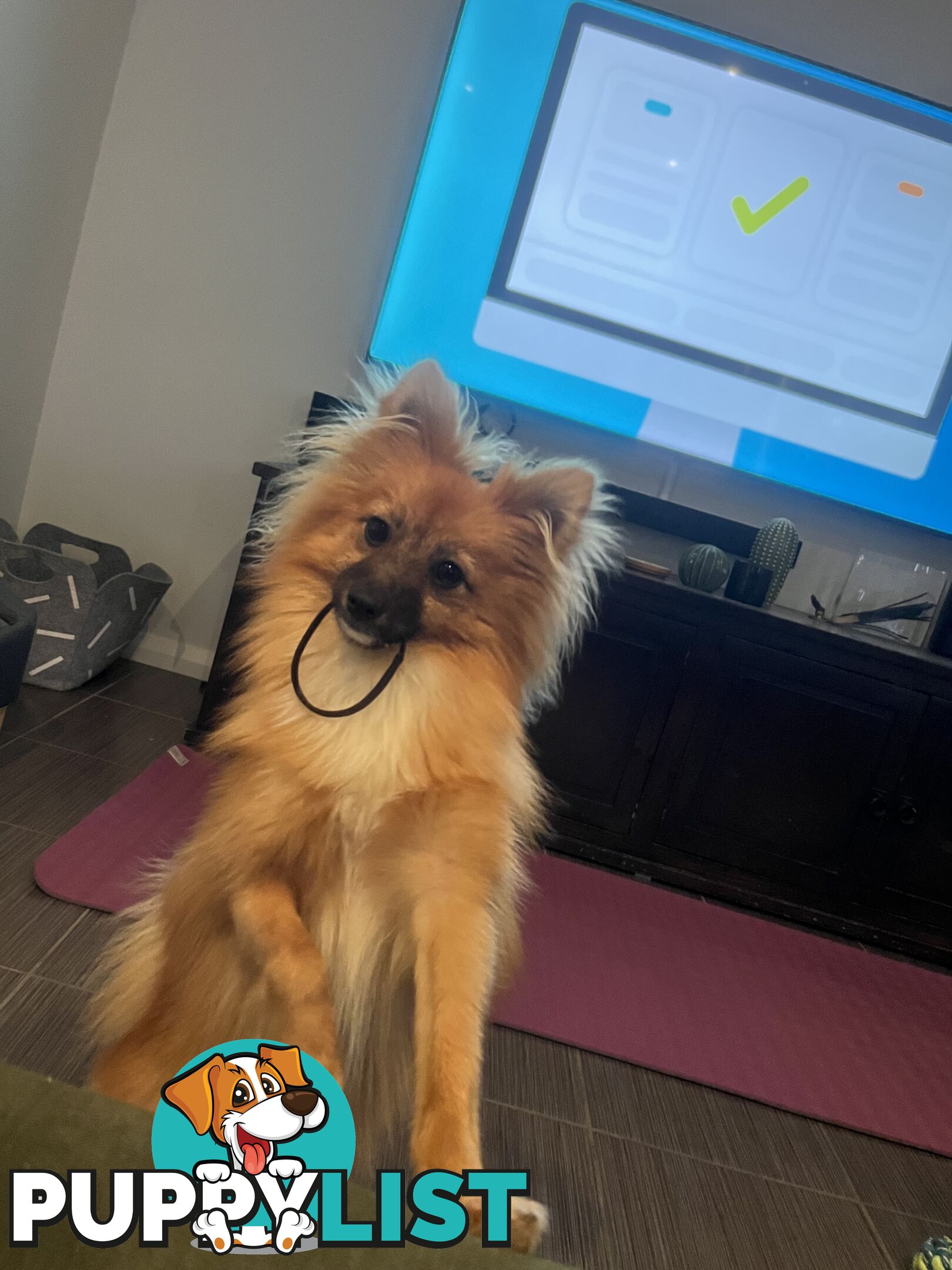 2yo de-sexed Female Pomeranian