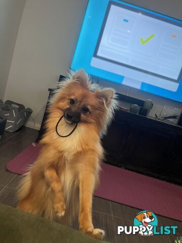 2yo de-sexed Female Pomeranian
