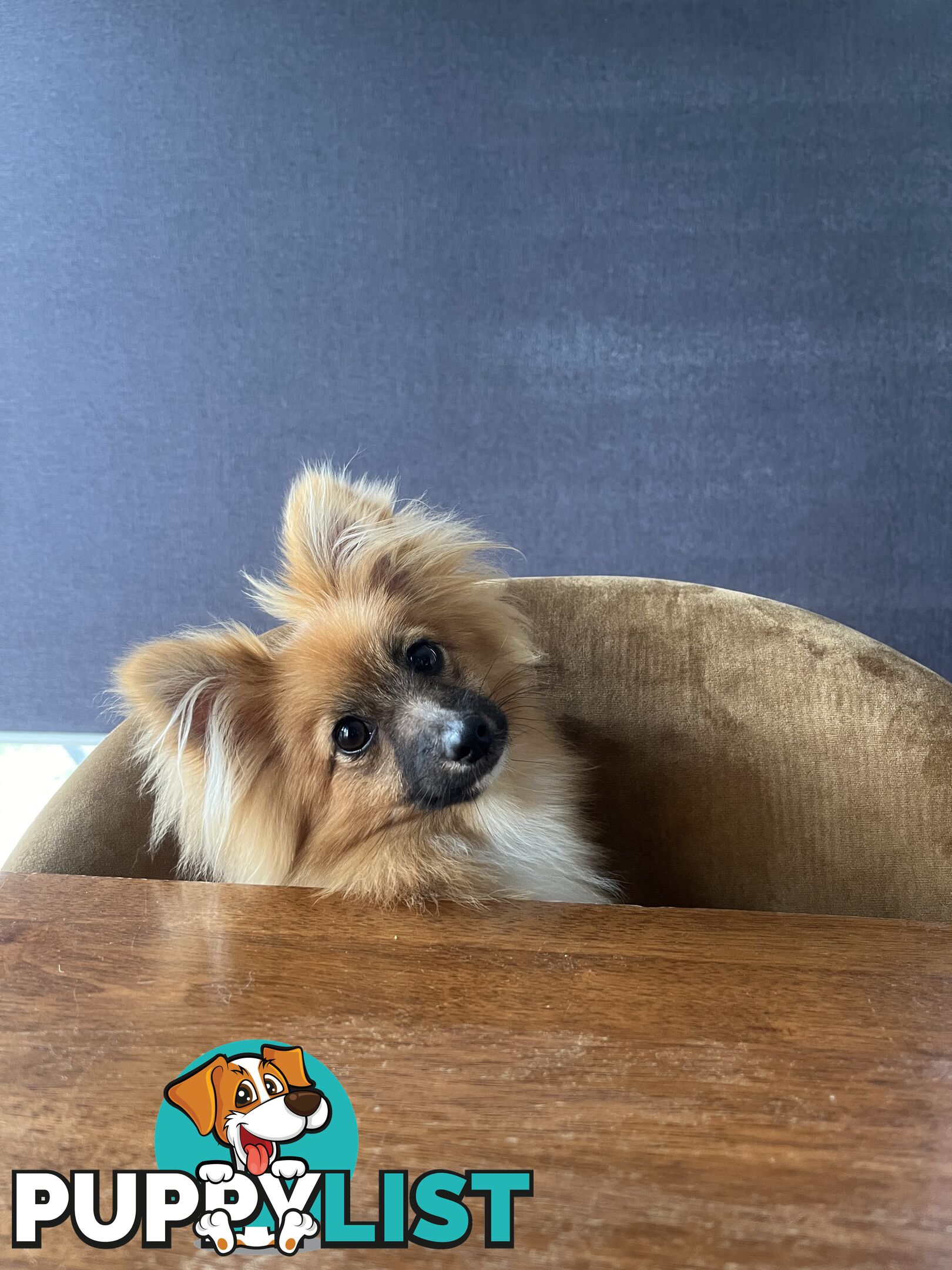 2yo de-sexed Female Pomeranian