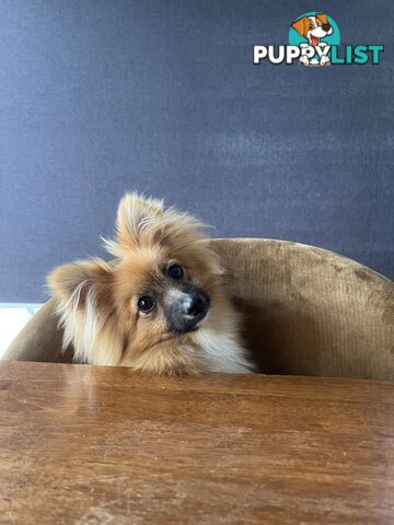 2yo de-sexed Female Pomeranian