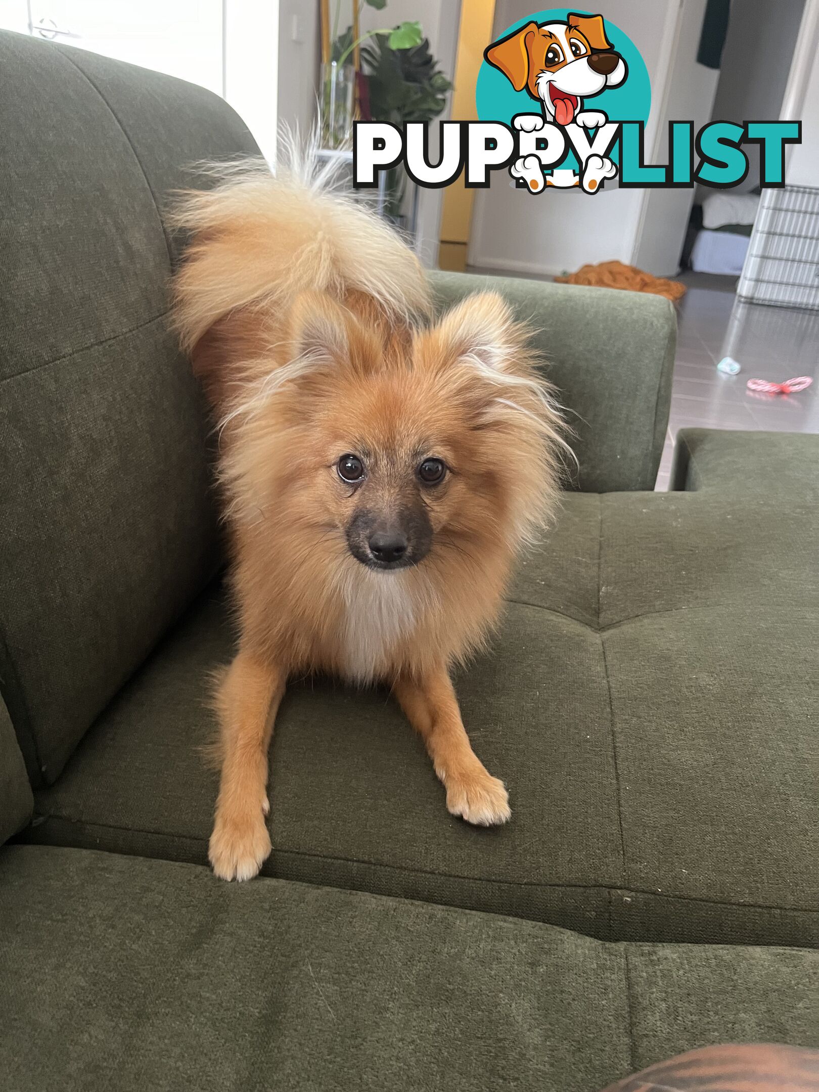 2yo de-sexed Female Pomeranian