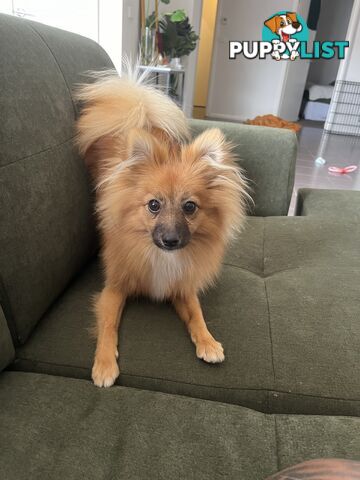 2yo de-sexed Female Pomeranian