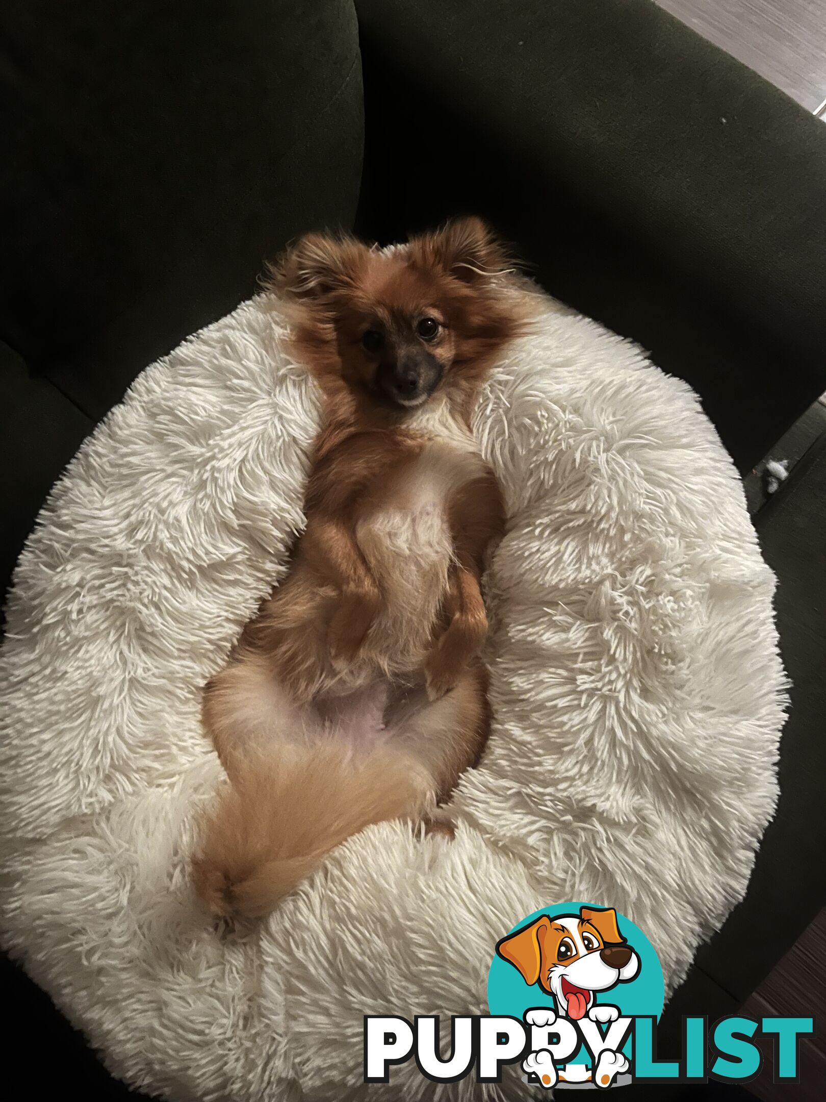 2yo de-sexed Female Pomeranian