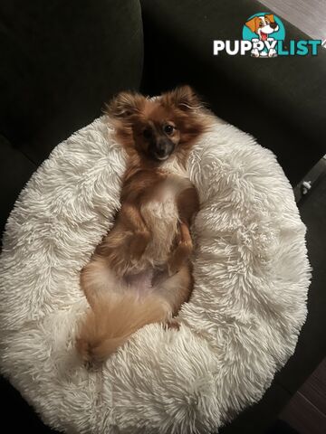 2yo de-sexed Female Pomeranian