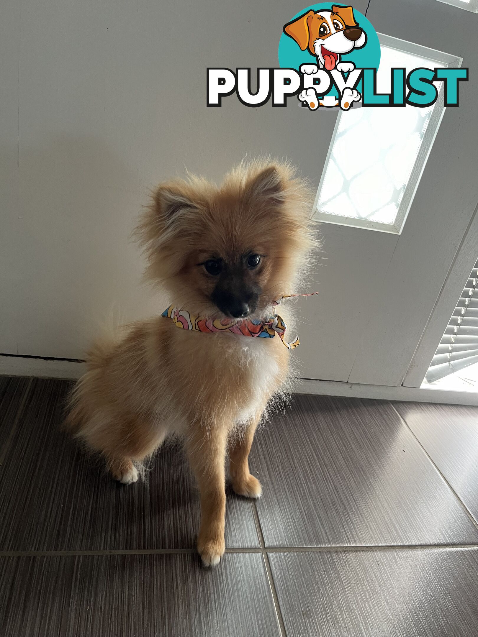 2yo de-sexed Female Pomeranian