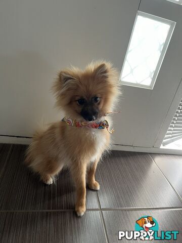 2yo de-sexed Female Pomeranian