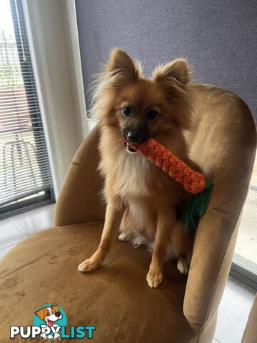 2yo de-sexed Female Pomeranian