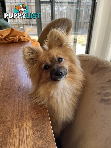 2yo de-sexed Female Pomeranian