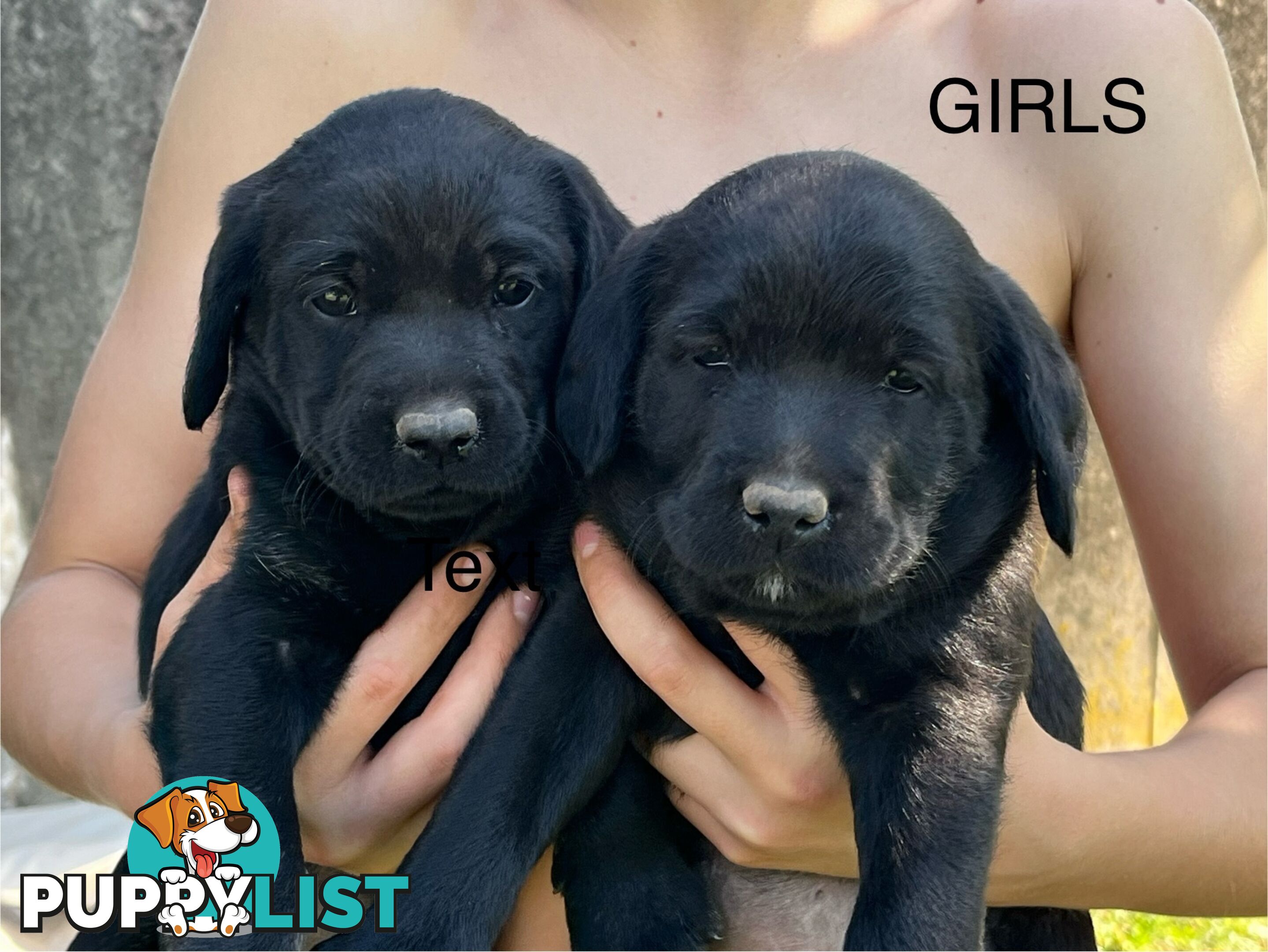 Labrador x Labradoodle Puppies