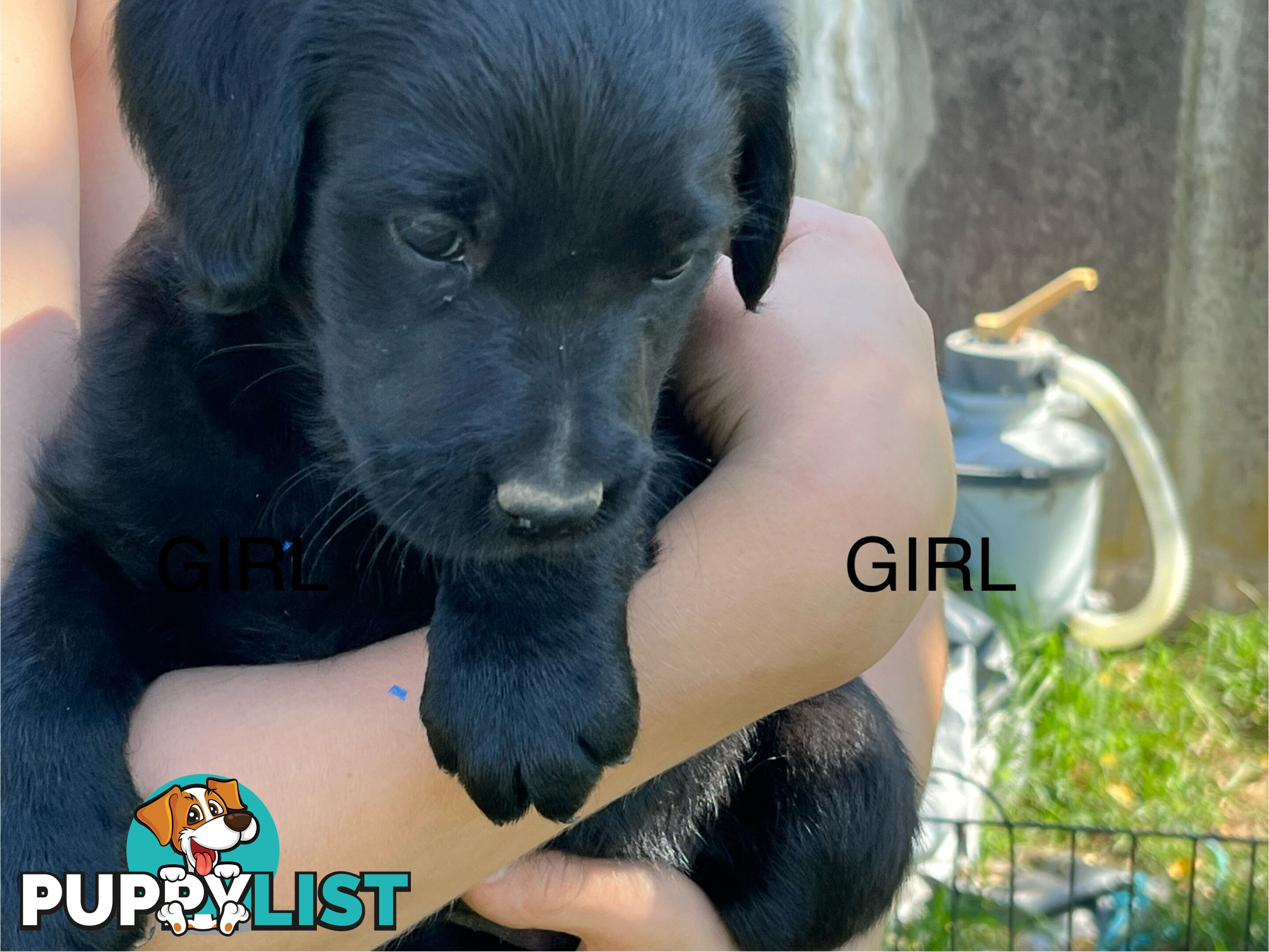 Labrador x Labradoodle Puppies