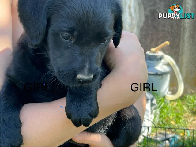 Labrador x Labradoodle Puppies