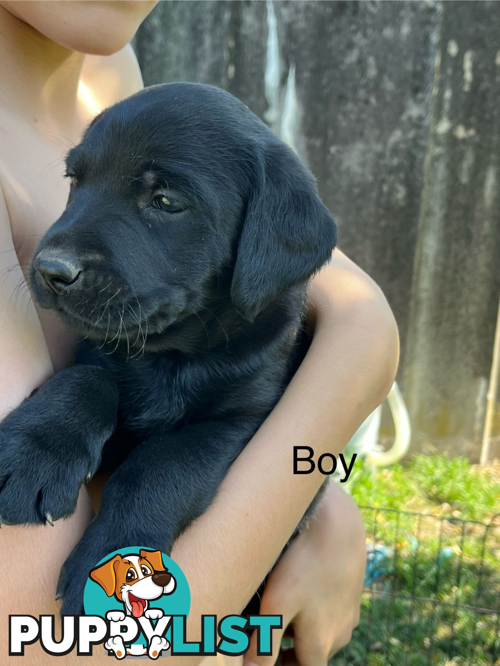 Labrador x Labradoodle Puppies