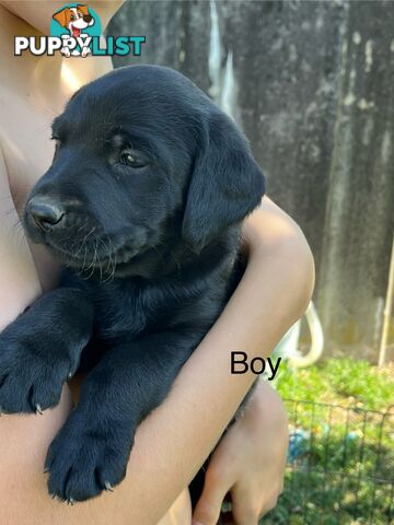 Labrador x Labradoodle Puppies