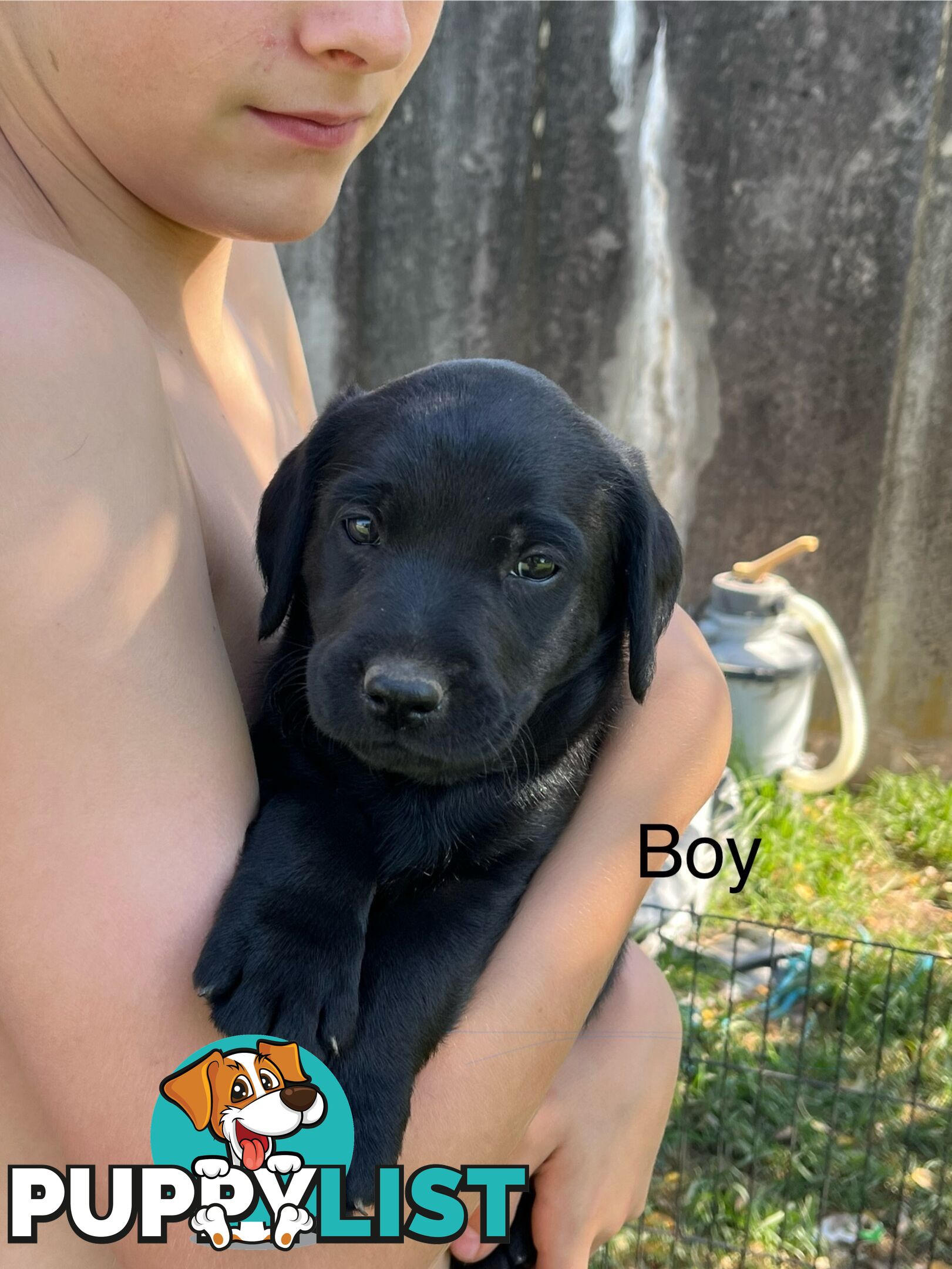 Labrador x Labradoodle Puppies