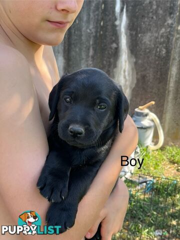 Labrador x Labradoodle Puppies