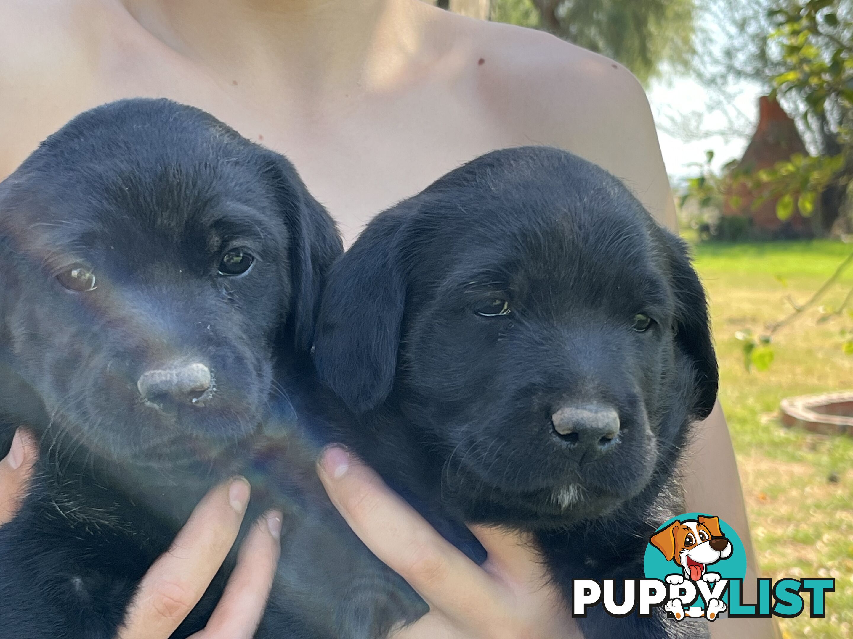 Labrador x Labradoodle Puppies