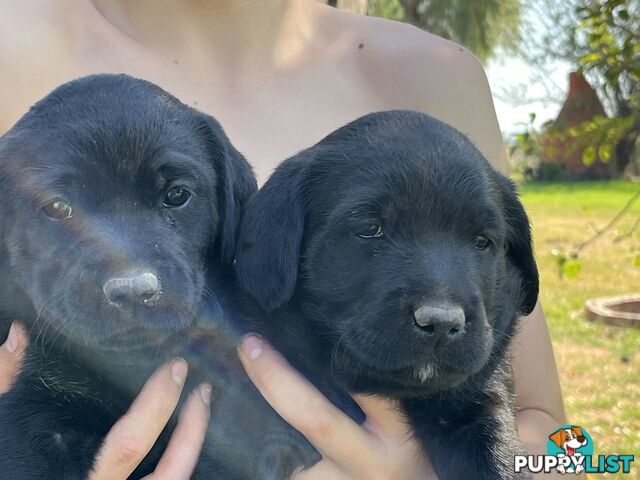 Labrador x Labradoodle Puppies