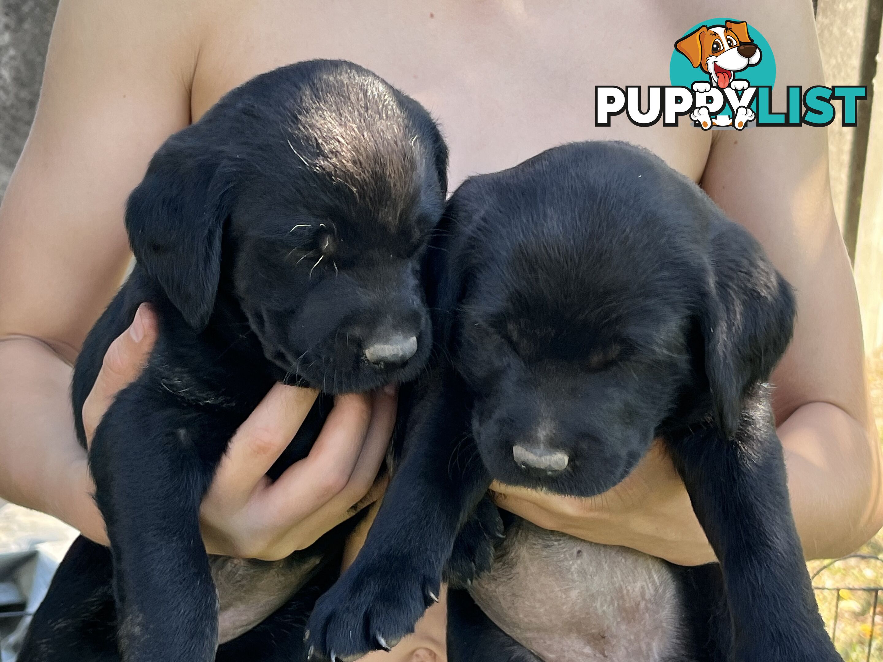 Labrador x Labradoodle Puppies