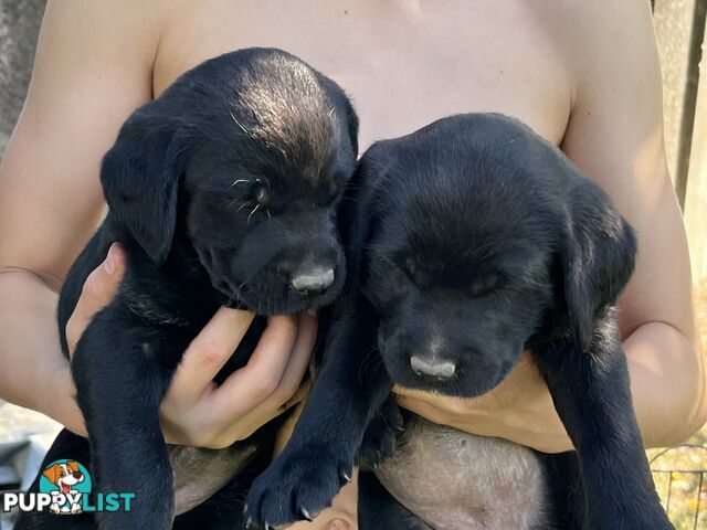 Labrador x Labradoodle Puppies