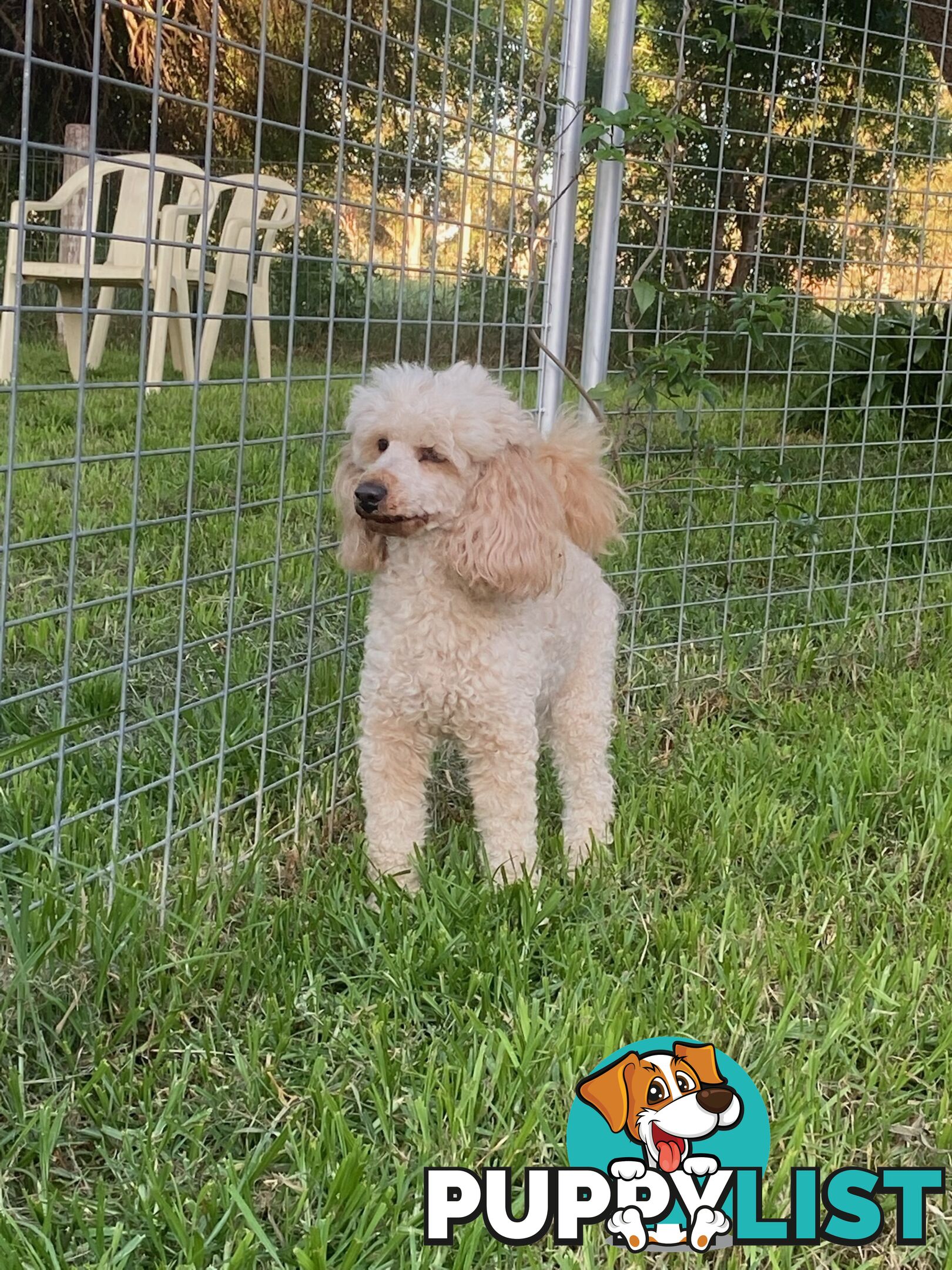 Reg ANKC papered purebred Toy poodles