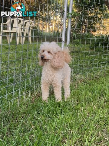 Reg ANKC papered purebred Toy poodles