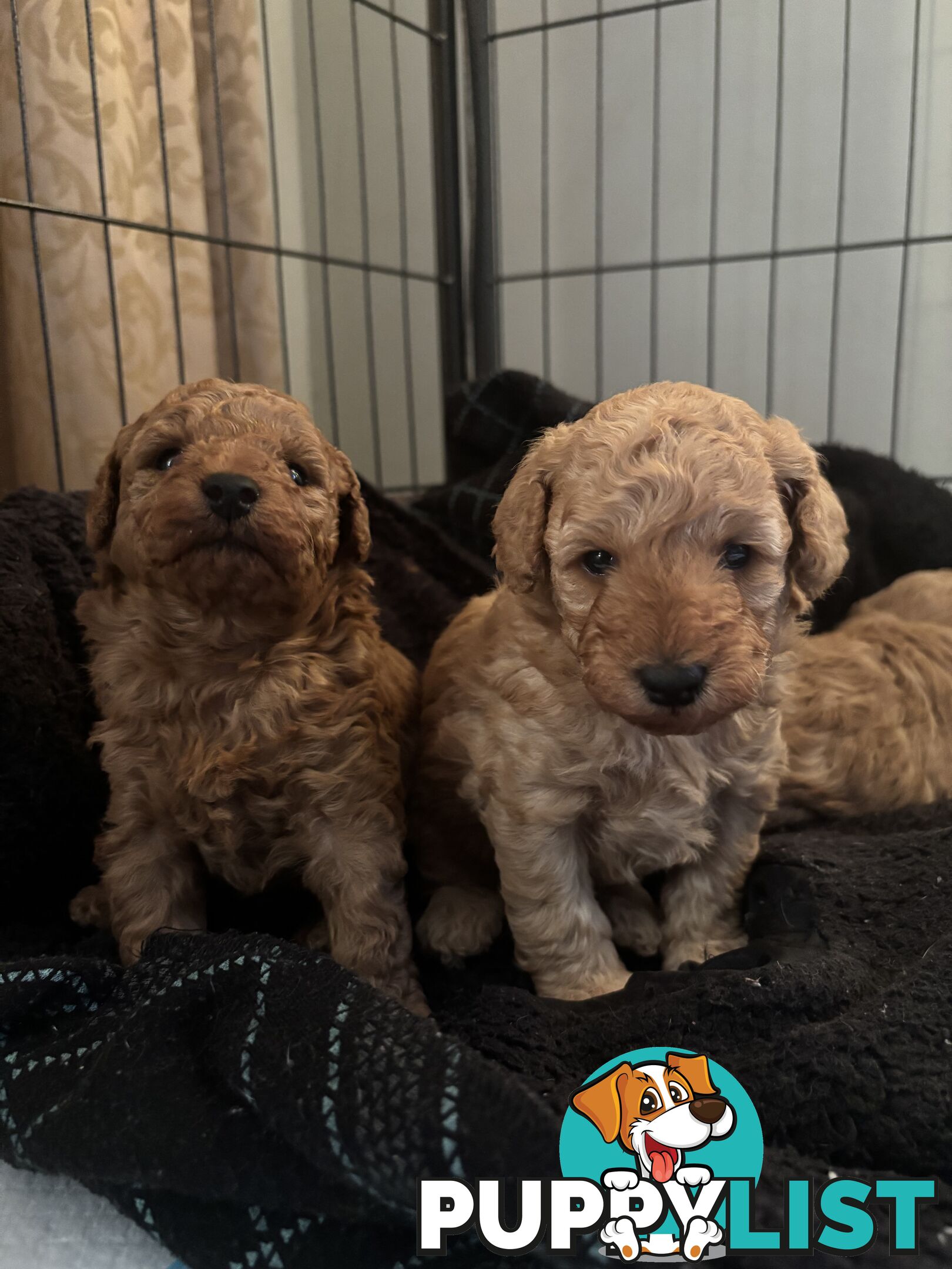 Reg ANKC papered purebred Toy poodles