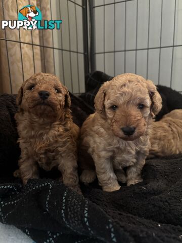 ANKC reg purebred Toy poodles