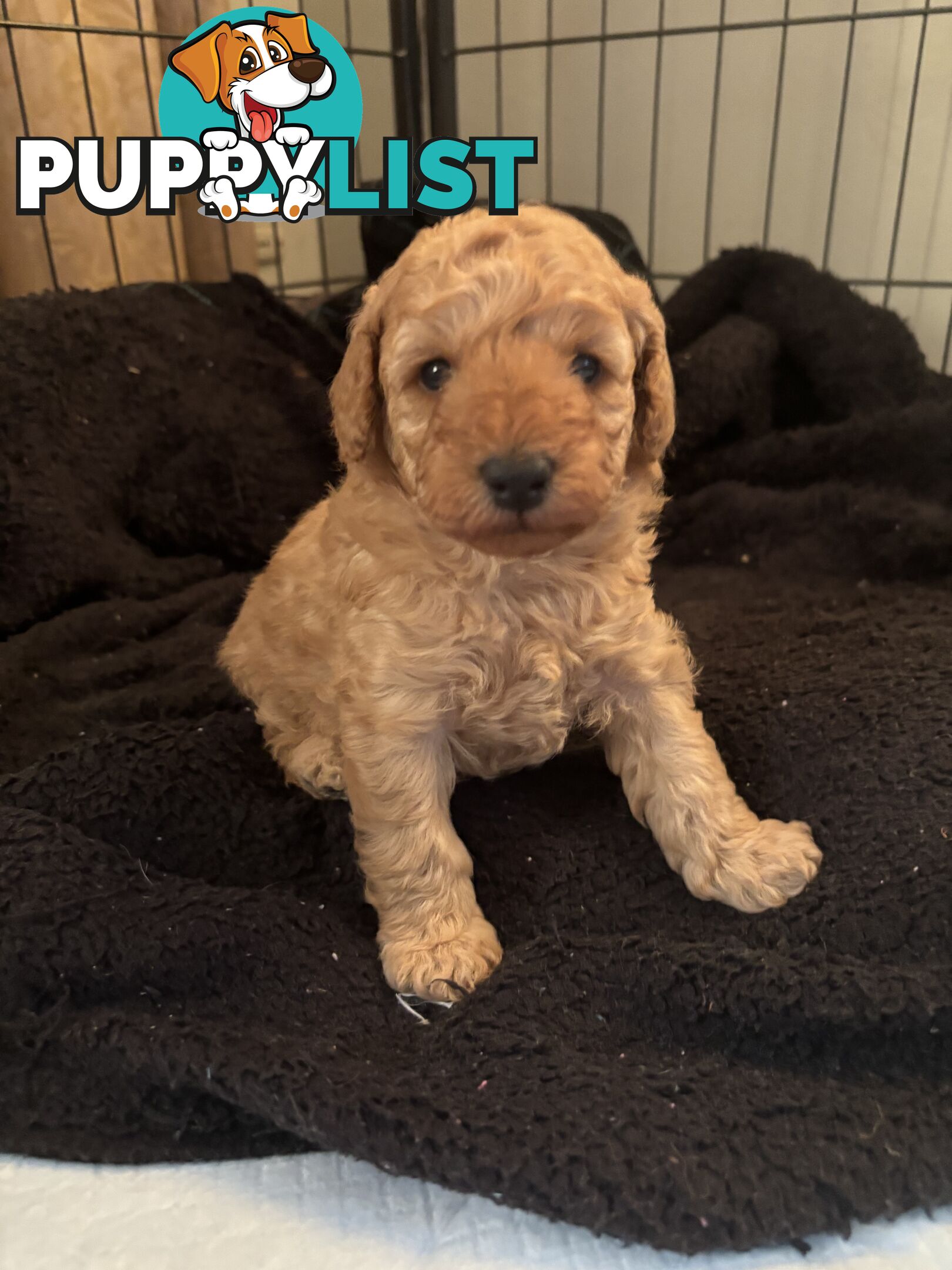 Reg ANKC papered purebred Toy poodles
