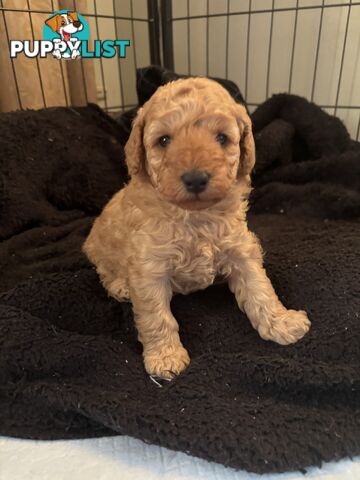Reg ANKC papered purebred Toy poodles