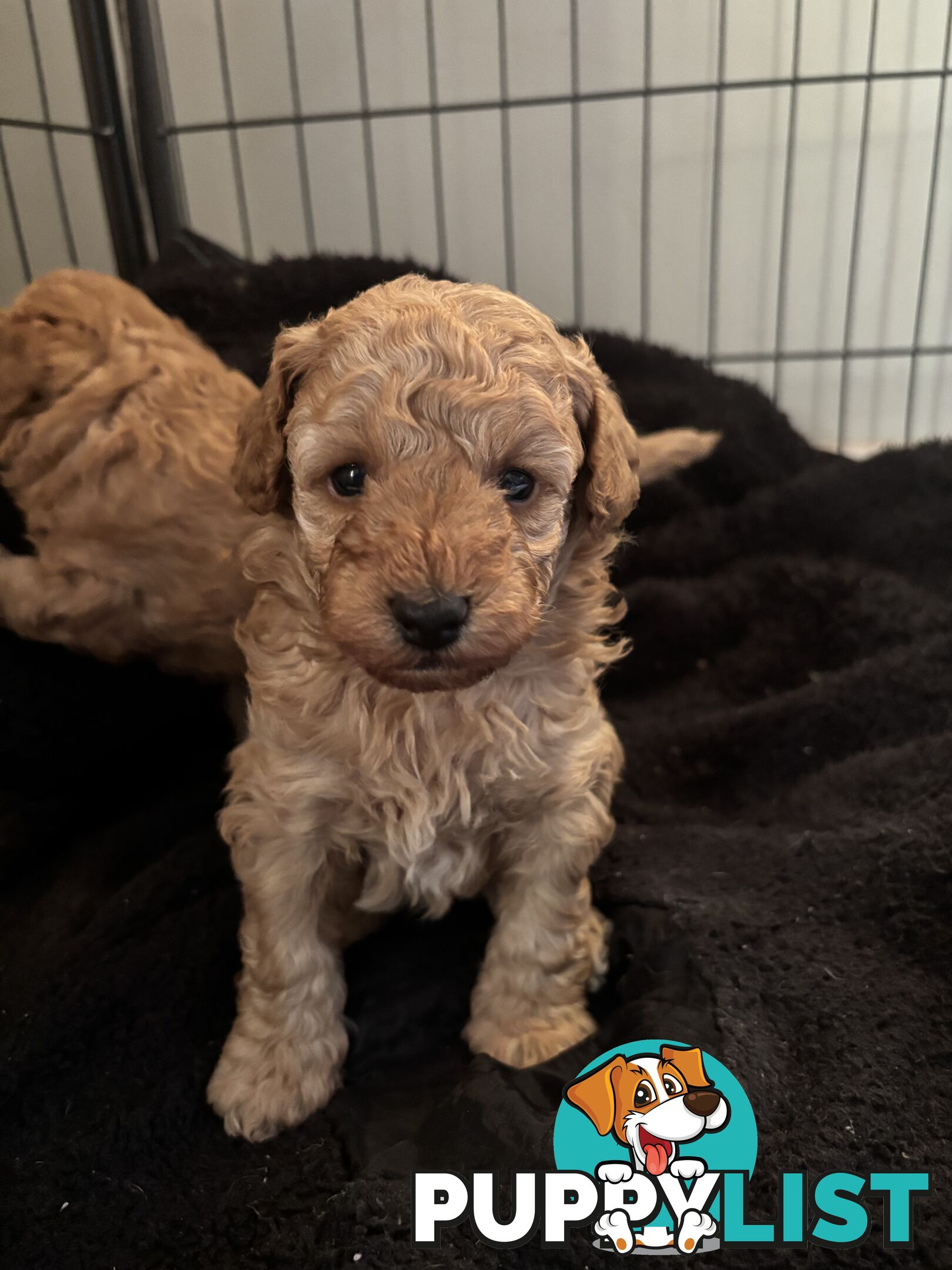 Reg ANKC papered purebred Toy poodles