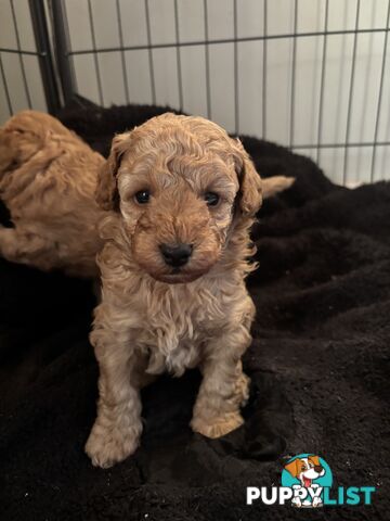 Reg ANKC papered purebred Toy poodles