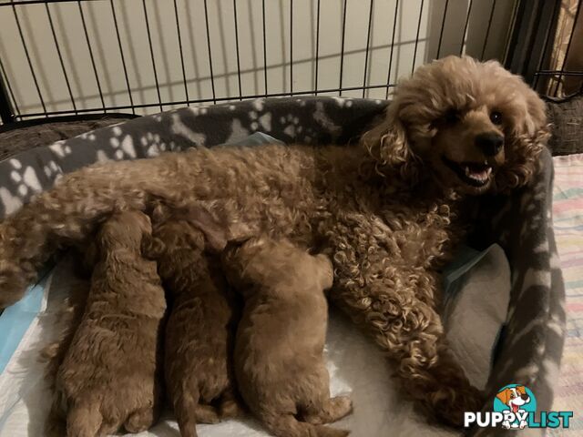 Reg ANKC papered purebred Toy poodles