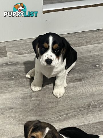 Beaglier Puppies for sale