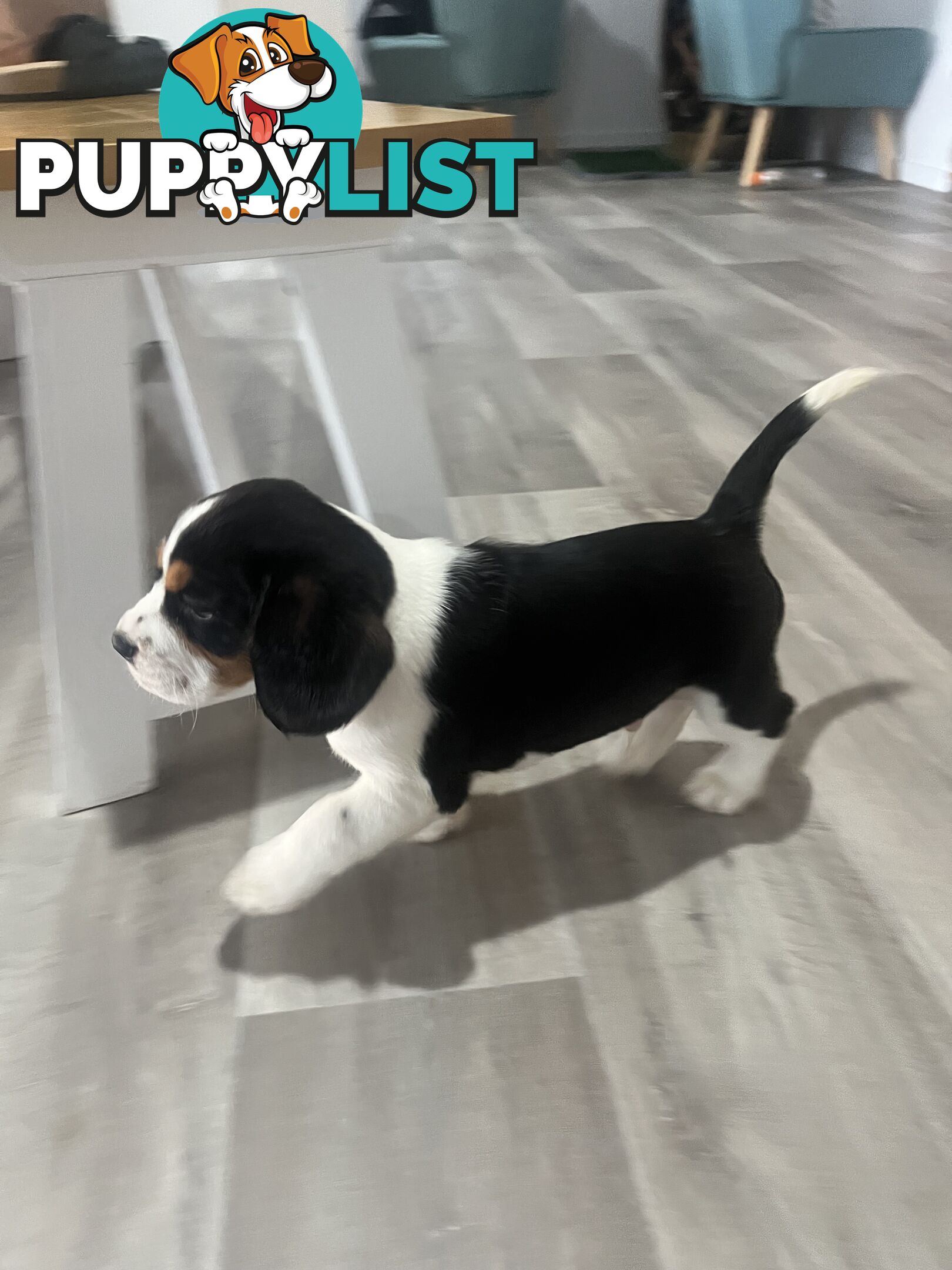 Beaglier Puppies for sale