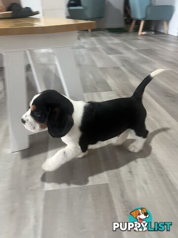 Beaglier Puppies for sale