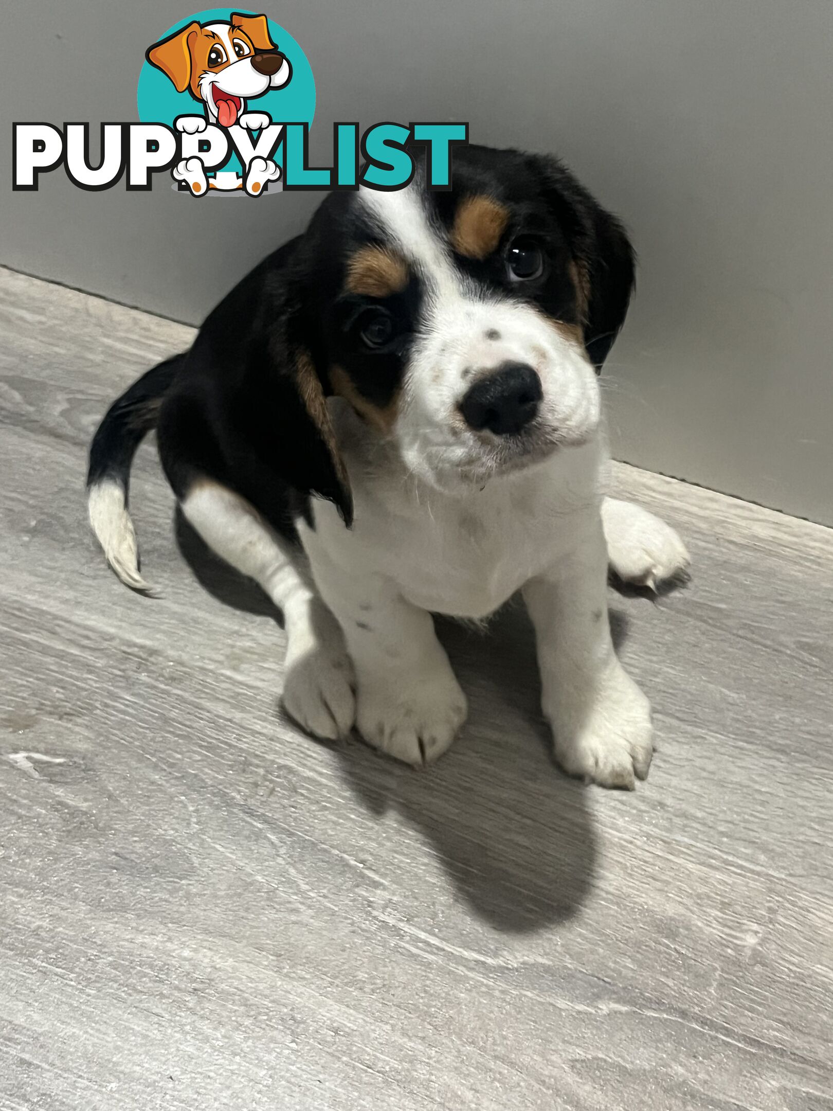 Beaglier Puppies for sale