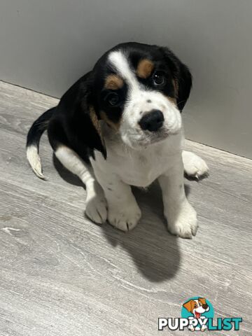 Beaglier Puppies for sale